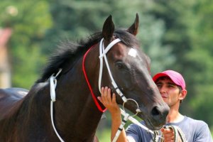 Doma de Cavalo (Doma Racional)