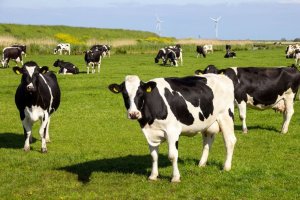 Inseminação artificial em bovinos