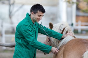 Auxiliar de Veterinária para Equinos